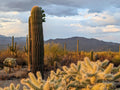 Arizona Desert Mountain Vista Canvas Print - Saguaro Landscape Art