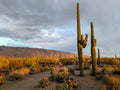 Warm Arizona Desert Landscape Canvas Print - Southwest Home Decor