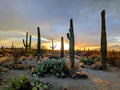 Saguaro National Park Sunset Canvas Print - Arizona Desert Wall Art