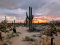 Sonoran Desert Sunset