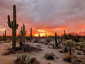 Saguaro National Park Dramatic Sunset Canvas Print - Arizona Photography