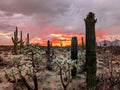 Saguaro National Park Sunset Dream Canvas Print - Arizona Wall Art