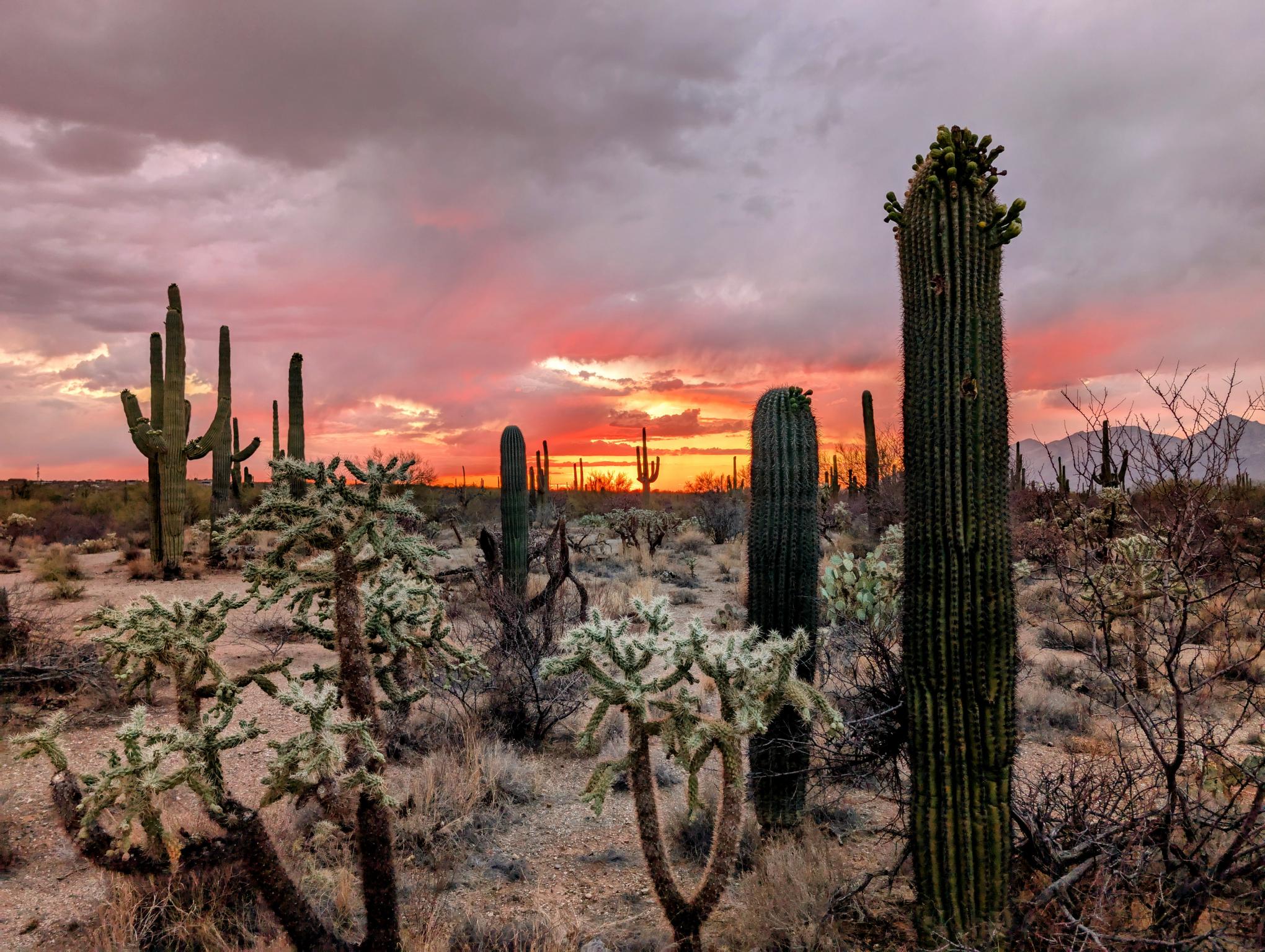 Saguaro National Park Sunset Dream