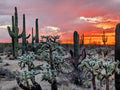 Saguaro National Park Sunset Chaser Canvas Print