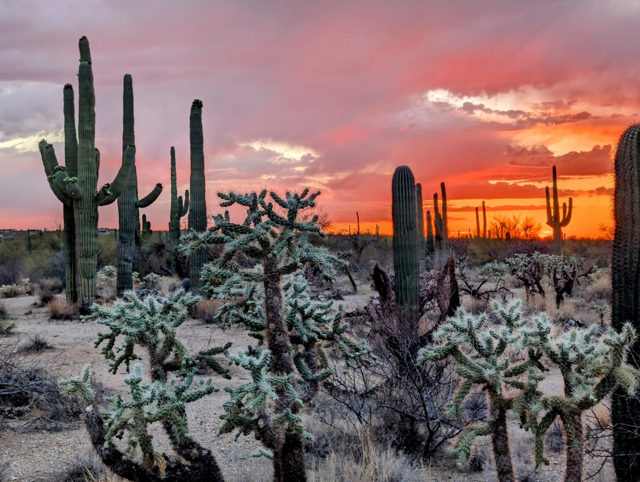 Saguaro National Park 1