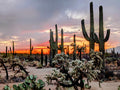 Saguaro National Park Orange Sunset