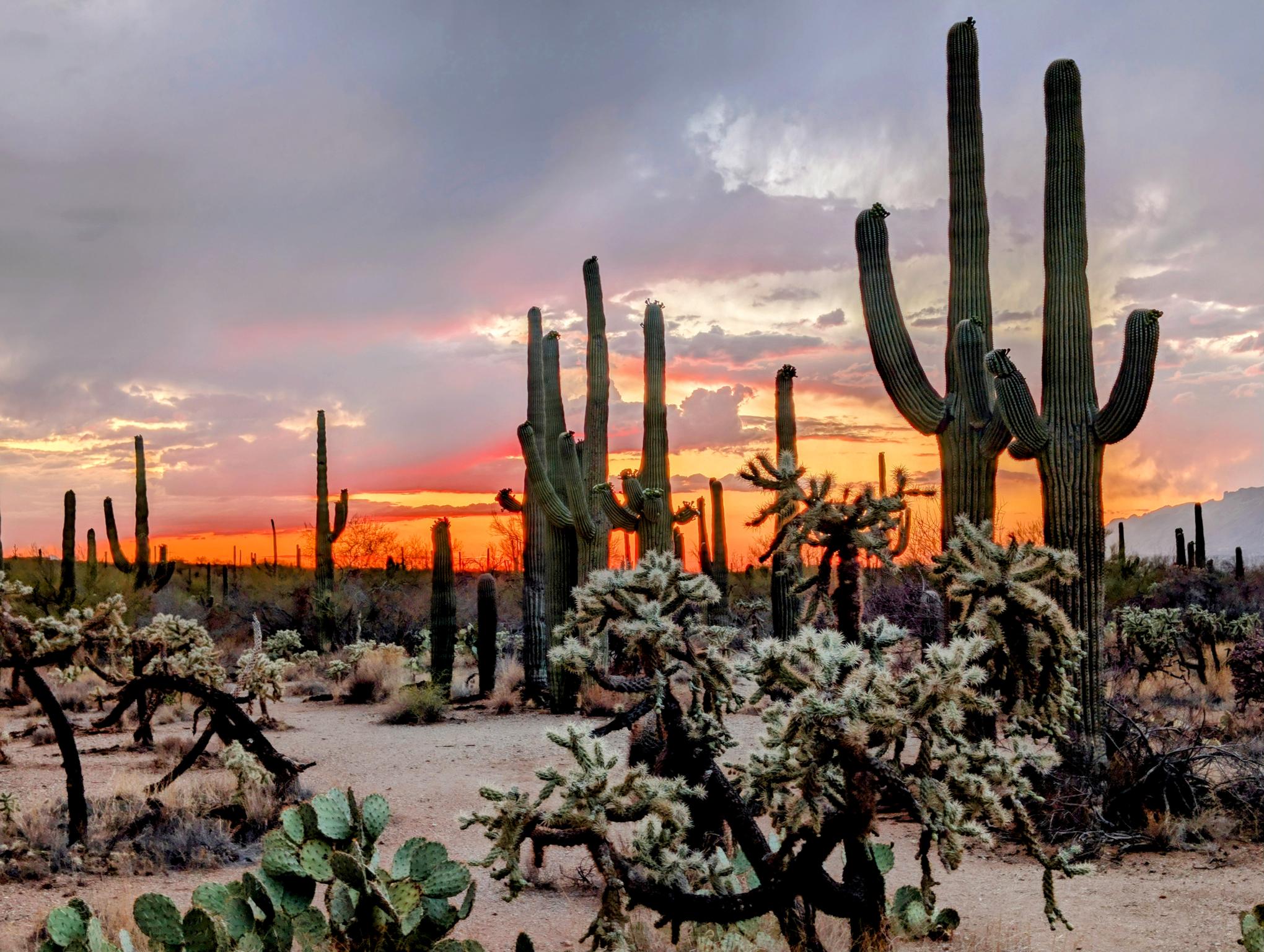 Saguaro National Park Orange Sunset