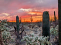 Saguaro National Park Canvas 7
