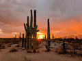 Saguaro Sunset Ray Canvas - Arizona Wall Art