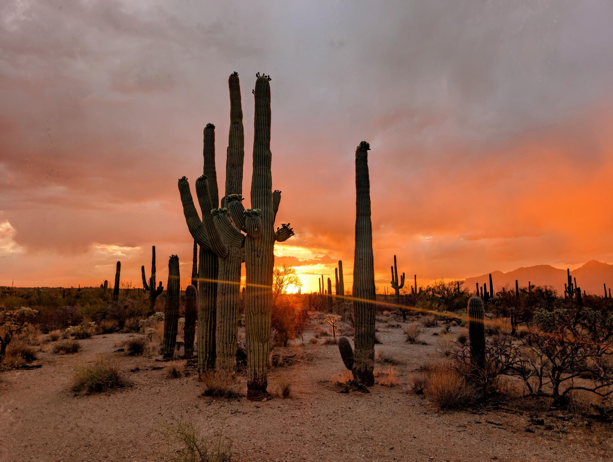 Saguaro Sunset Ray