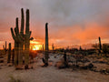 Saguaro Sunset Beauty Canvas Print