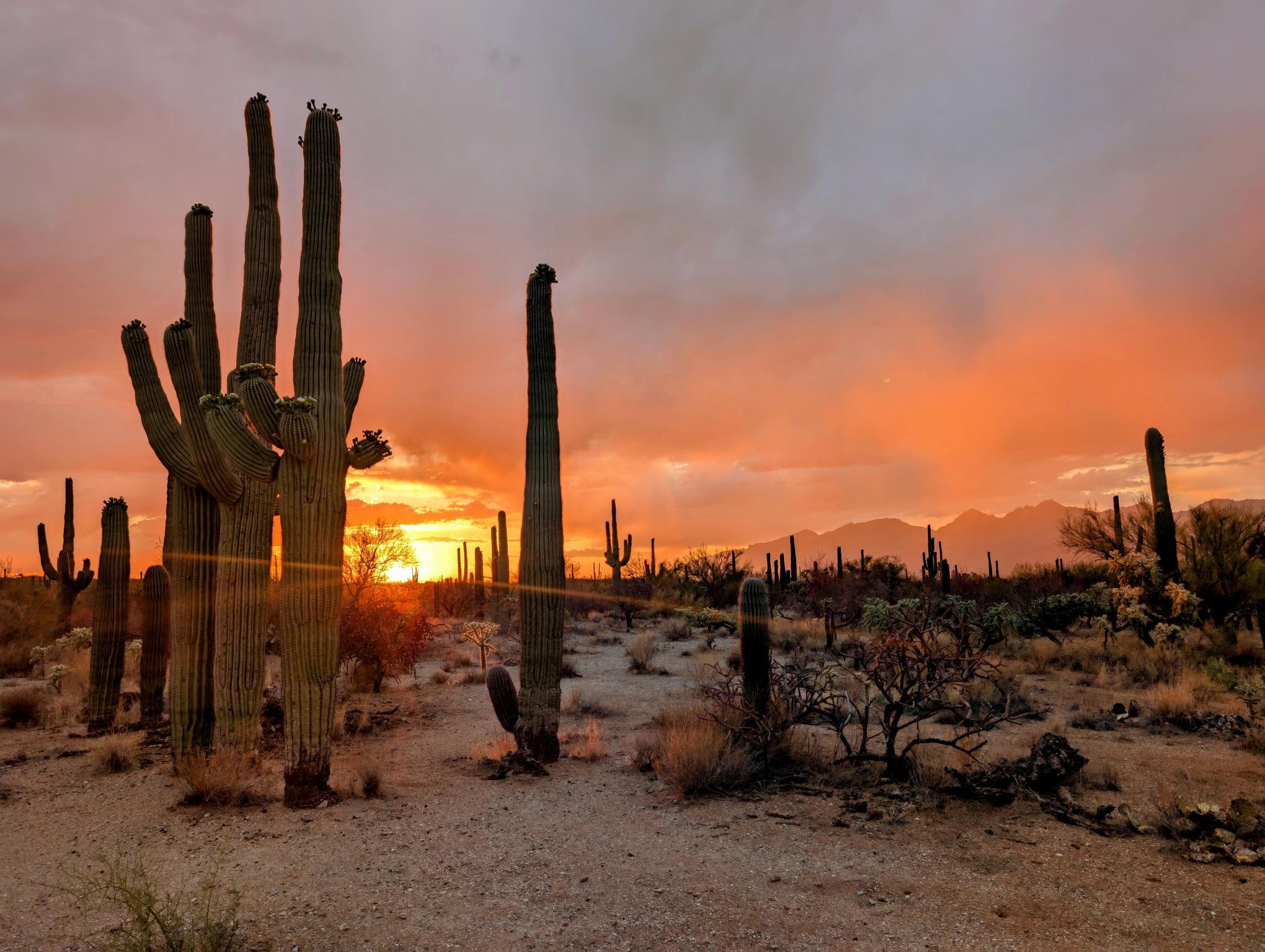 Saguaro Sunset Beauty