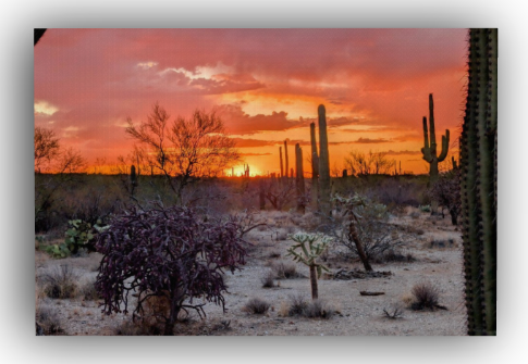 Saguaro National Park Orange and Red Sunset Canvas Print