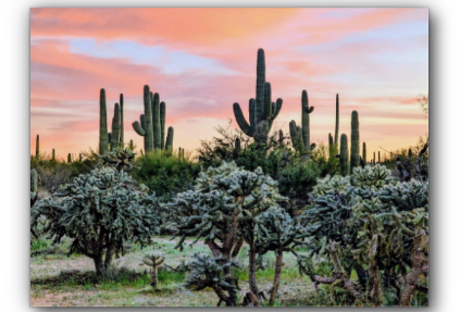 Pastel Sunset Arizona Desert Canvas Print - Saguaro Landscape Art