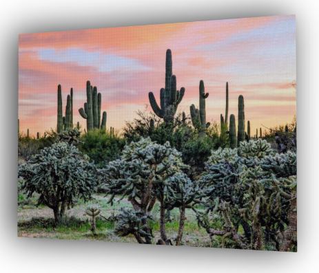 Pastel Sunset Arizona Desert Canvas Print - Saguaro Landscape Art