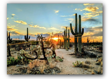 Sonoran Desert Canvas Print