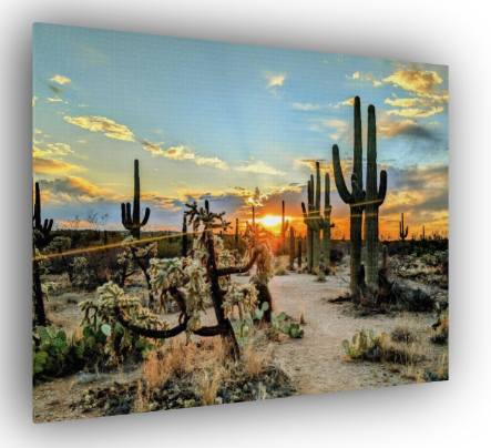 Sonoran Desert Canvas Print