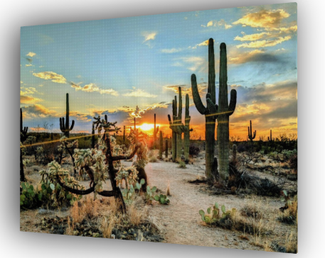 Sonoran Desert Canvas Print