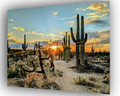 Sonoran Desert Canvas Print