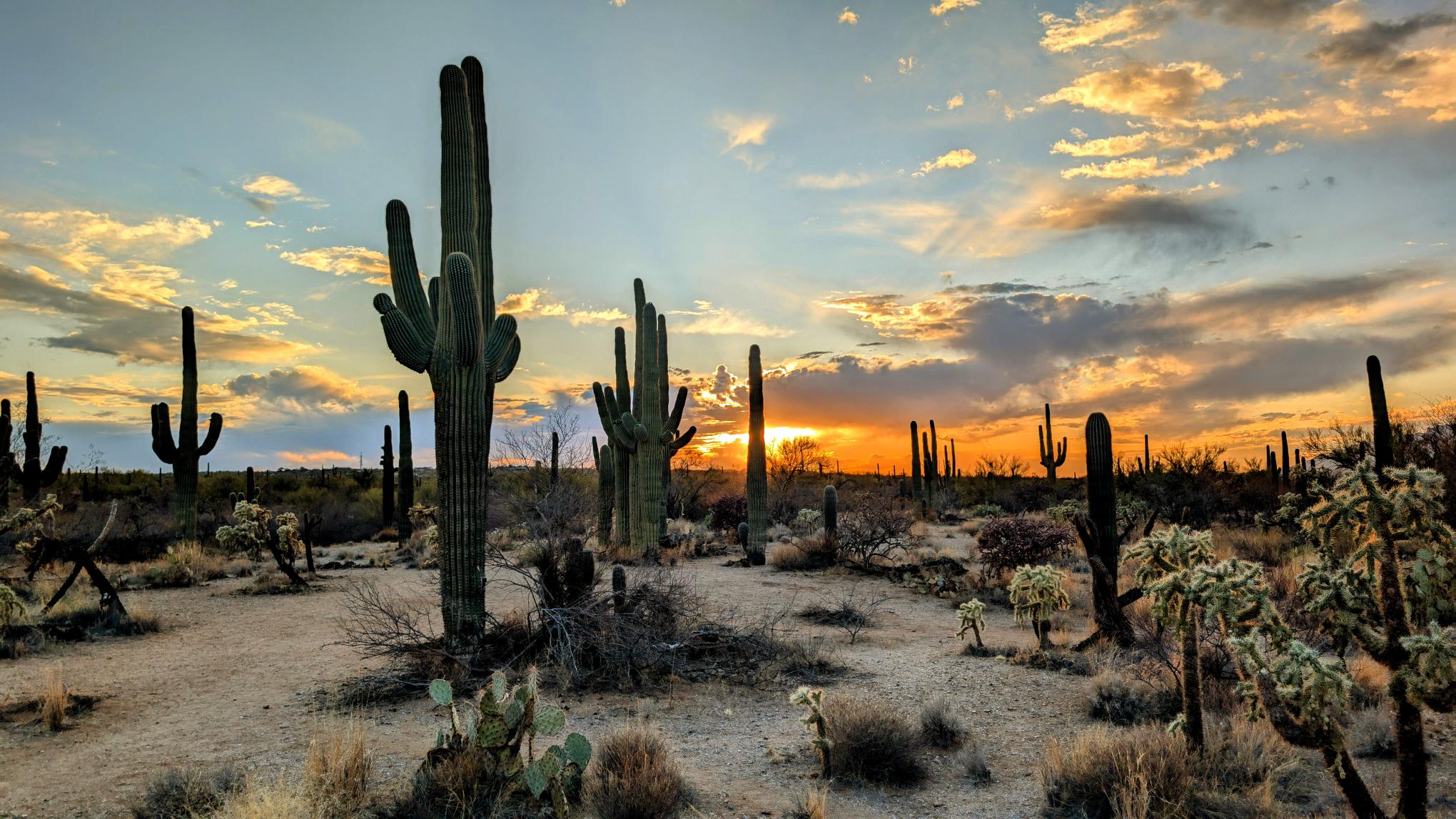 Sonoran Desert Sky