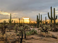 Desert Sunset Scene - Arizona Landscape Canvas Print