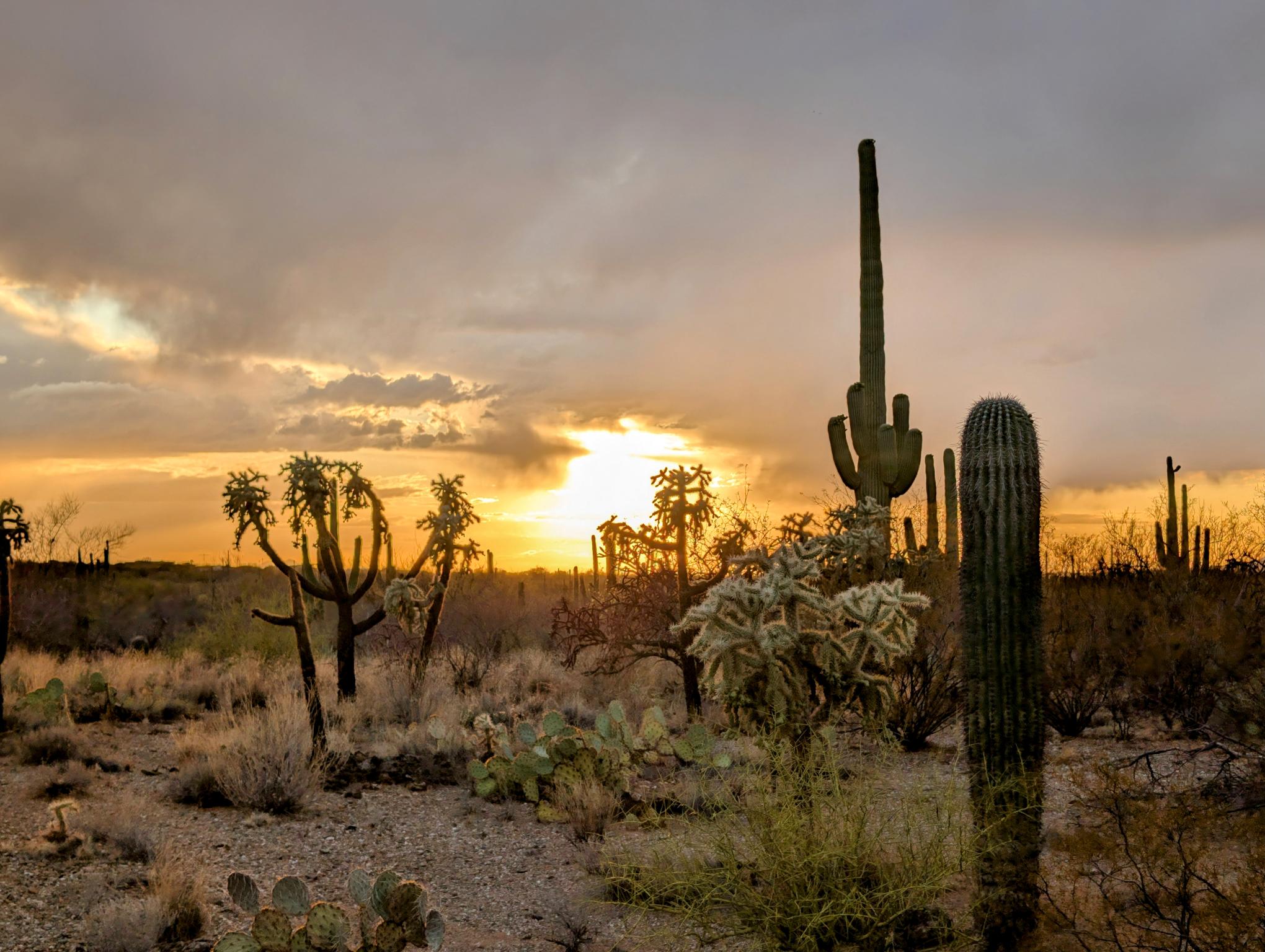 Desert Sunset Landscape