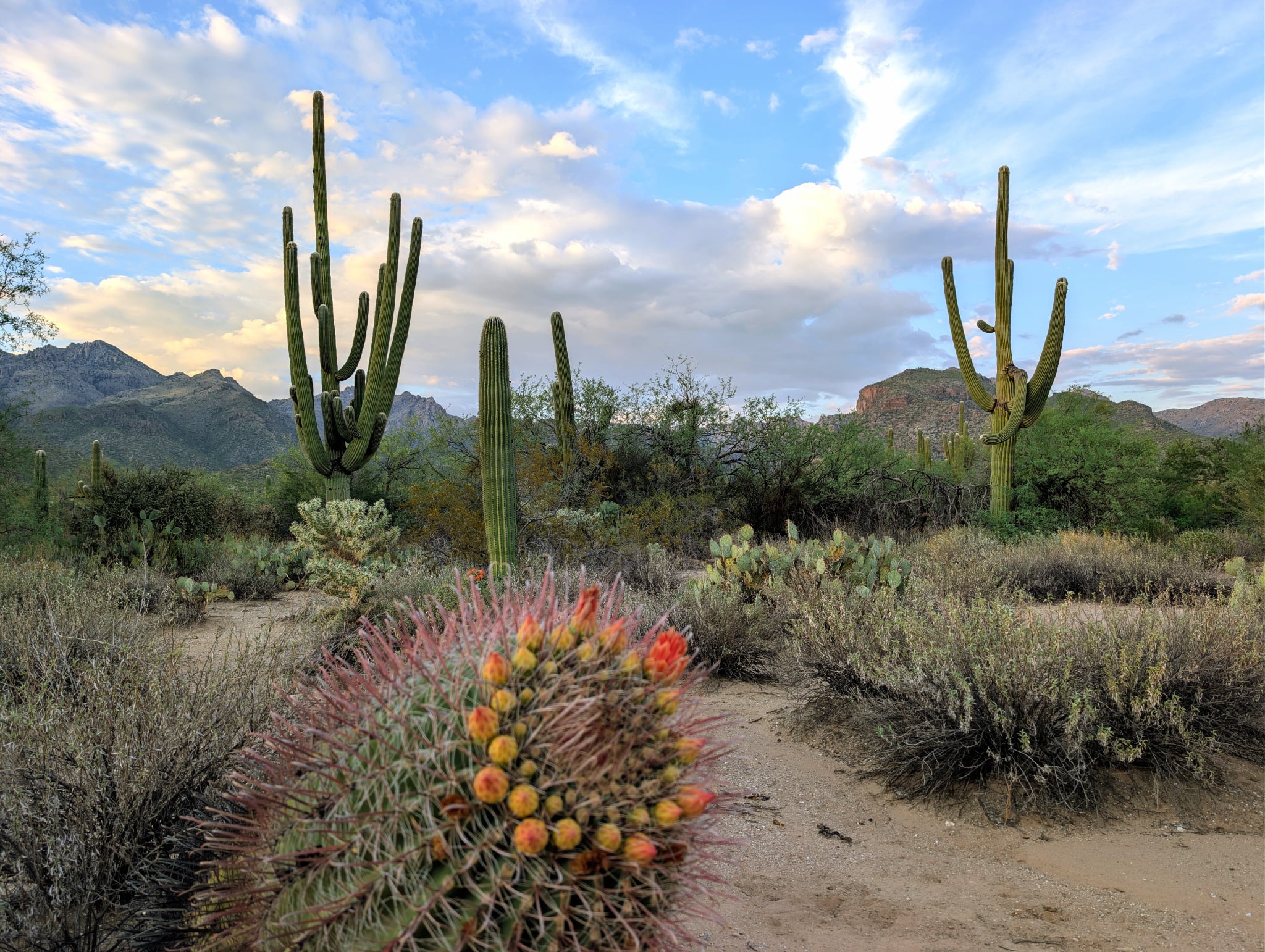 Sabino Canyon Canvas