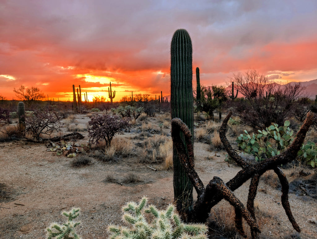 Desert Dreaming Canvas